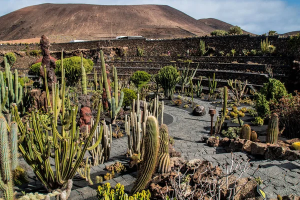 Cactus Deșertul Lanzarote Insule Canare Spania — Fotografie, imagine de stoc