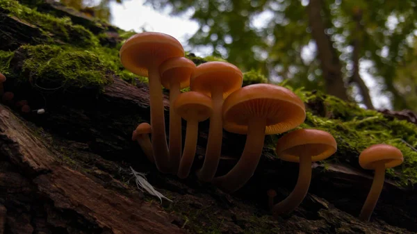 Champignons Poussant Sur Une Souche Forêt — Photo
