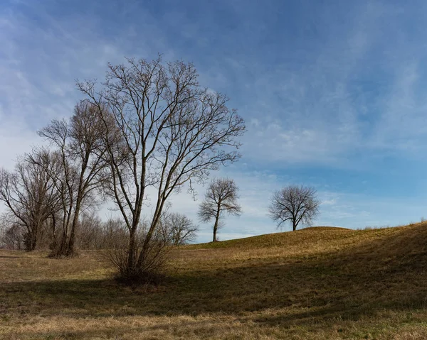 Bellissimo Paesaggio Con Albero Campo — Foto Stock