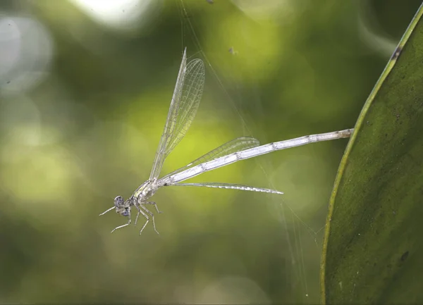 Libelle Een Groen Blad — Stockfoto