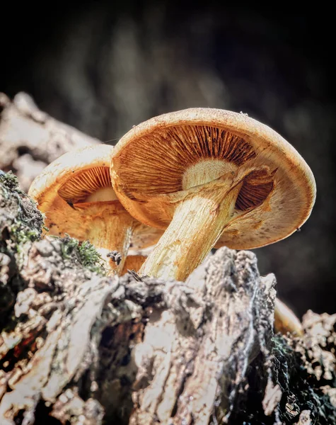 森のキノコのクローズアップ — ストック写真