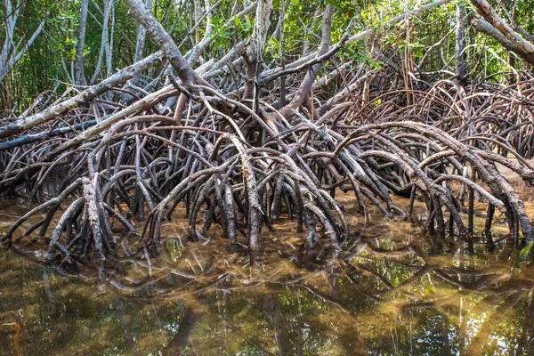 Nahaufnahme Eines Baumstammes Wald — Stockfoto