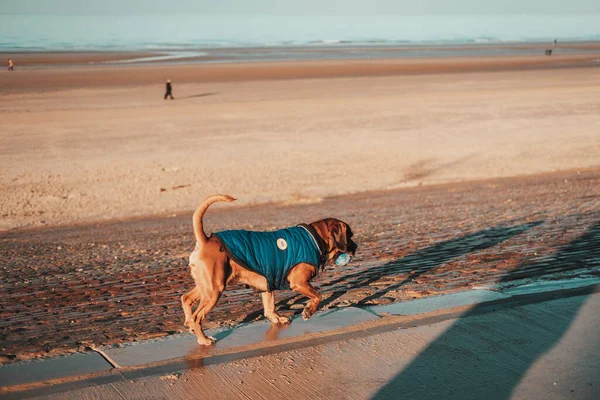 Σκύλος Τρέχει Στην Παραλία — Φωτογραφία Αρχείου
