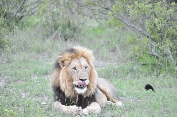 Belo Leão Caminhando Savana Kenya África — Fotografia de Stock