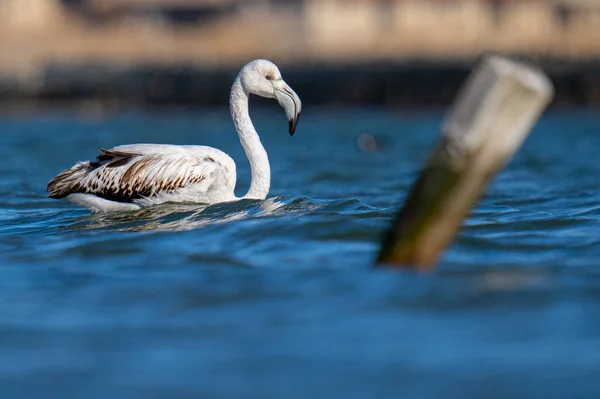 Cisne Blanco Nadando Lago — Foto de Stock