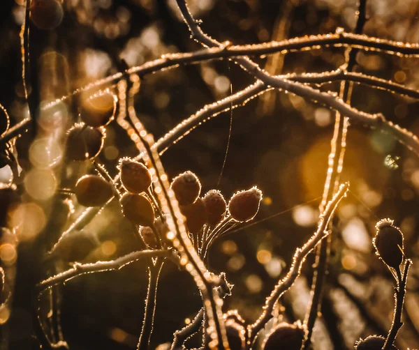 Las Zimowy Śnieg Mróz Choinka Flora — Zdjęcie stockowe