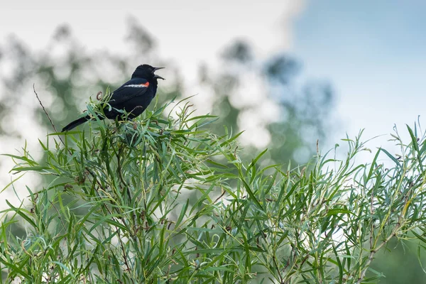 Nahaufnahme Von Vögeln Natürlichem Lebensraum — Stockfoto