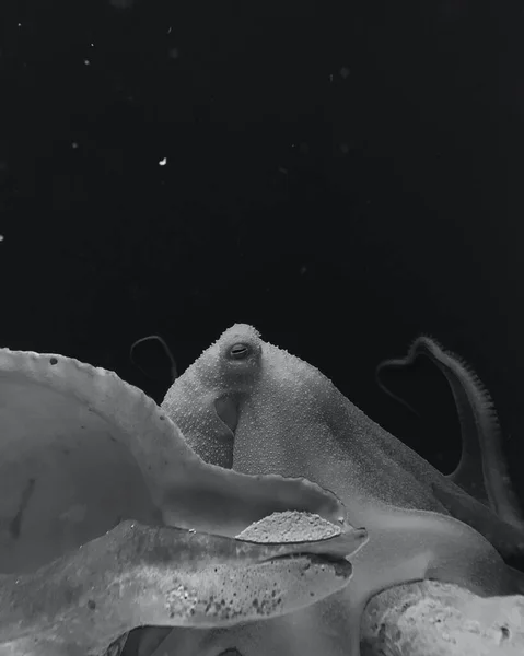 Piękny Podwodny Świat Martwego Morza Egipt — Zdjęcie stockowe