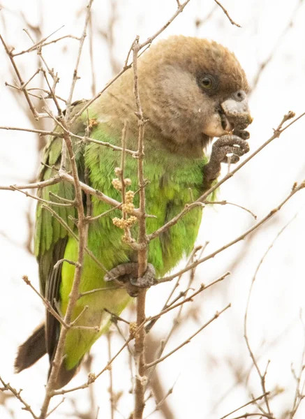 Pássaro Papagaio Árvore Fundo Natureza — Fotografia de Stock