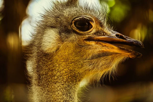 Gros Plan Oiseau — Photo