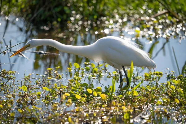 Λευκό Egret Στο Νερό — Φωτογραφία Αρχείου