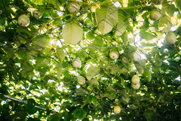 Pohon Apel Hijau Dengan Buah Matang — Stok Foto