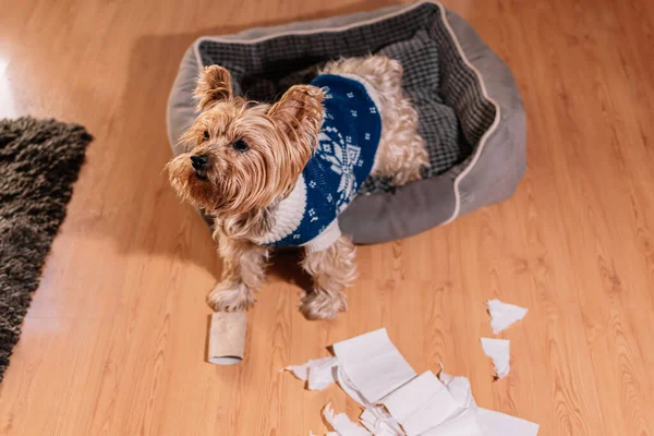 Dog Toy Floor — Stock Photo, Image