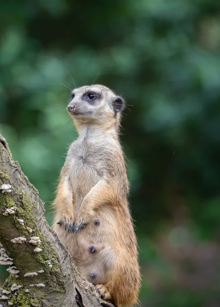 Meerkat Dans Zoo Sur Fond Nature — Photo