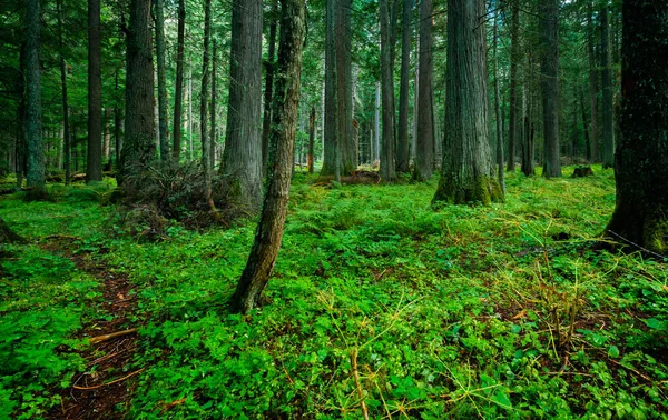 Hermoso Bosque Por Mañana — Foto de Stock