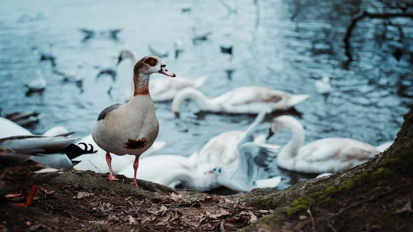 Cisnes Patos Lago — Fotografia de Stock