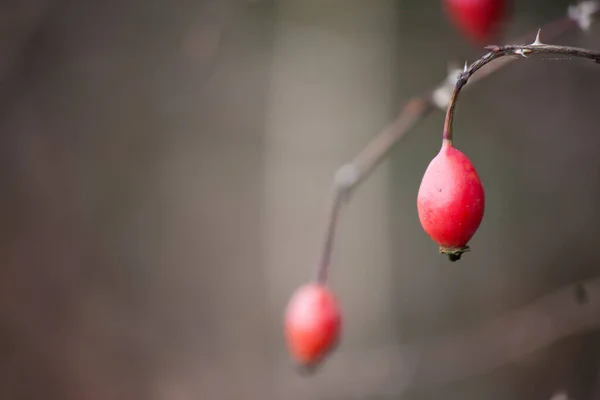 Красные Ягоды Ветке Дерева — стоковое фото