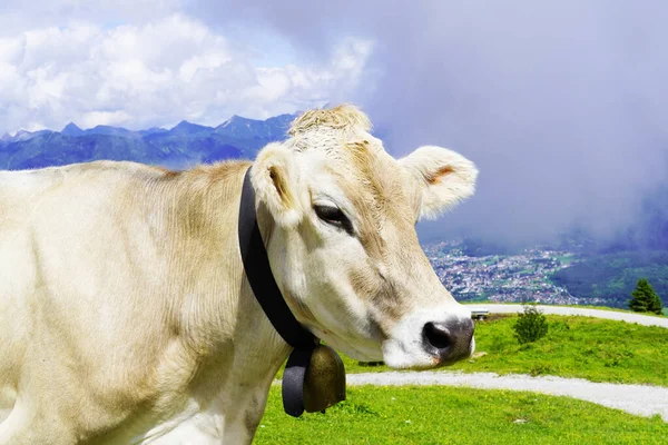 Cows Mountain — Stock Photo, Image