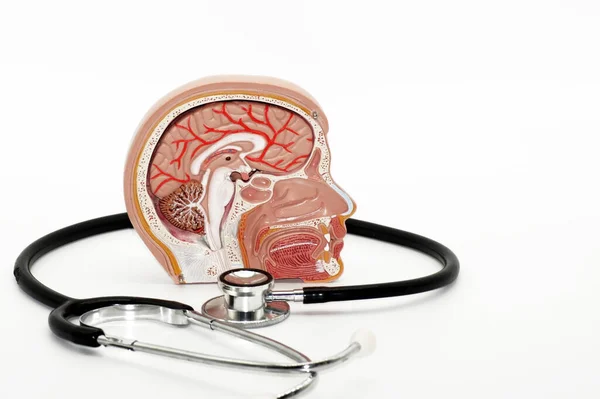 Anatomia Cérebro Humano Sobre Fundo Branco — Fotografia de Stock