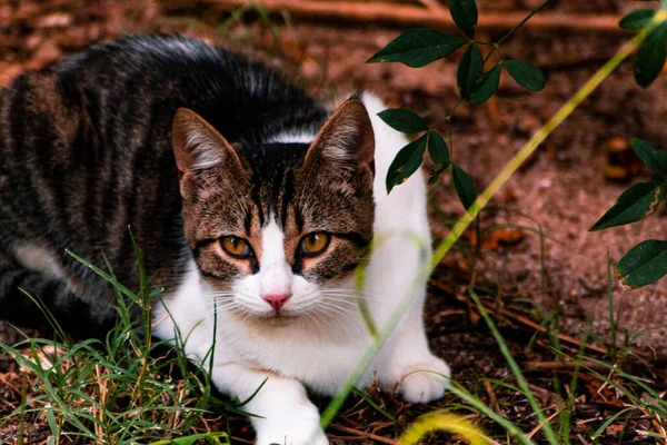 庭の猫 — ストック写真