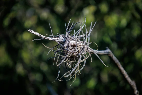 Eine Nahaufnahme Eines Schönen Vogels Auf Einem Baum — Stockfoto