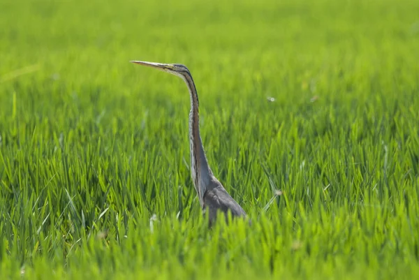 Airone Verde Nell Erba — Foto Stock