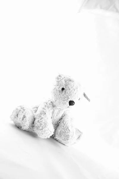 Ours Peluche Avec Jouet Sur Fond Blanc — Photo