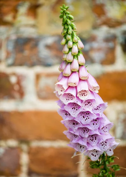 Beautiful Botanical Shot Natural Wallpaper — Stock Photo, Image