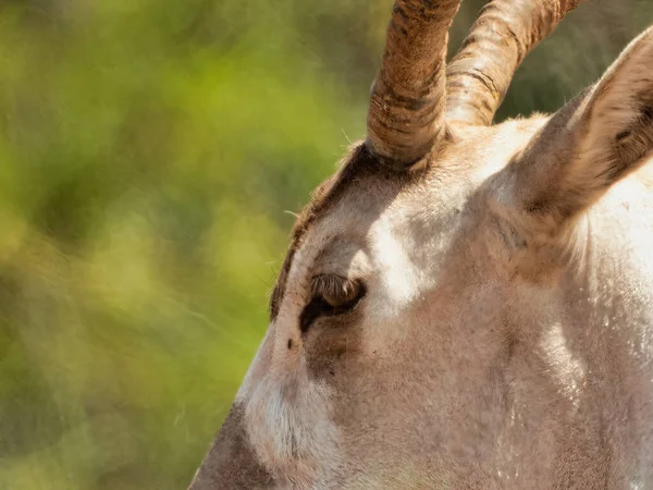 Egy Közeli Felvétel Egy Fiatal Antilopról Egy Állatkertben — Stock Fotó