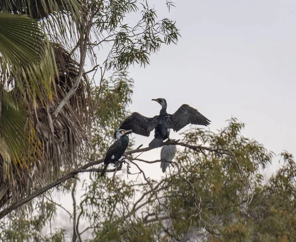 Птахи Гілці Дерева Лісі — стокове фото