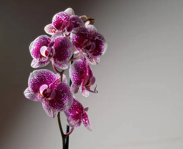 Mooie Orchidee Bloemen Een Donkere Achtergrond — Stockfoto