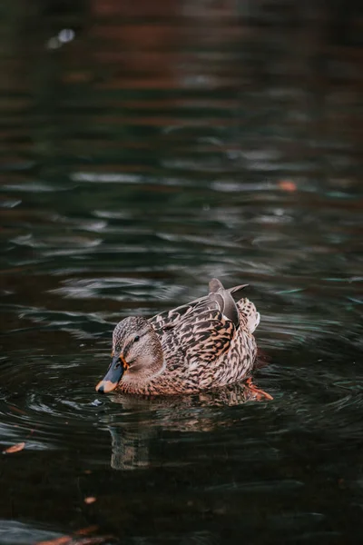 Duck Lake — Stock Photo, Image