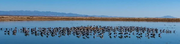Flock Fåglar Vattnet — Stockfoto