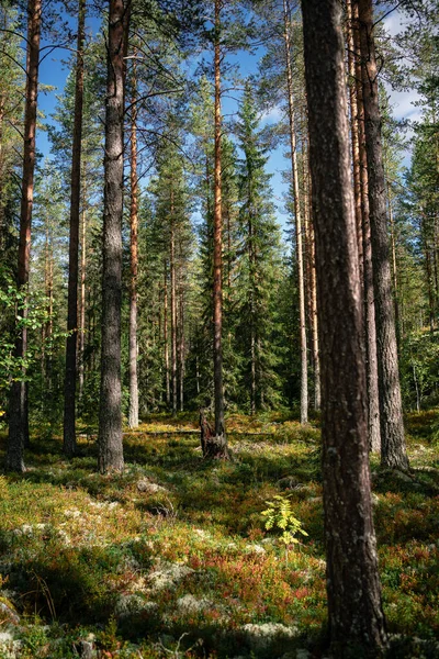 Vackert Landskap Med Skog Bakgrunden — Stockfoto