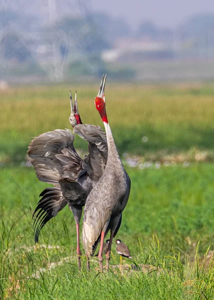 Eine Gruppe Junger Männlicher Afrikanischer Adler Auf Dem Feld — Stockfoto