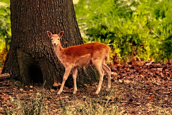 Cervos Jovens Floresta — Fotografia de Stock