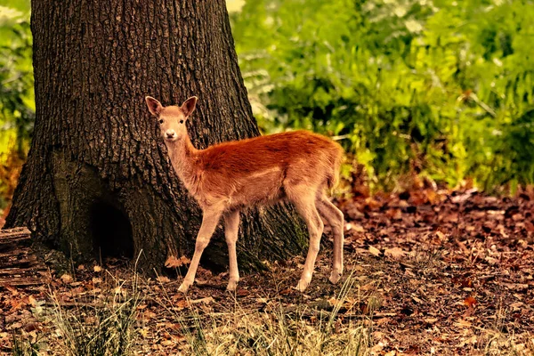 Junges Reh Wald — Stockfoto