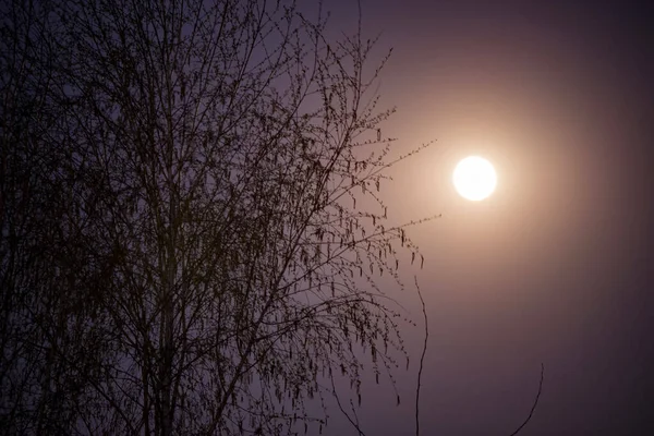 Σιλουέτα Των Δέντρων Στο Νυχτερινό Ουρανό — Φωτογραφία Αρχείου
