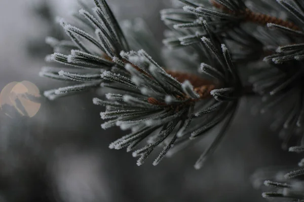 Menutup Dari Cabang Pinus Dengan Salju — Stok Foto