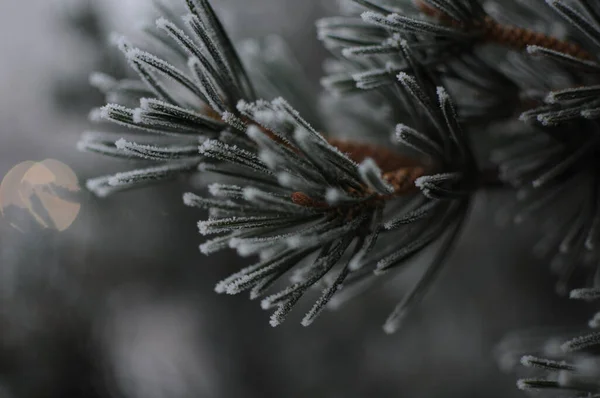 Close Van Een Dennentak Met Sneeuw — Stockfoto