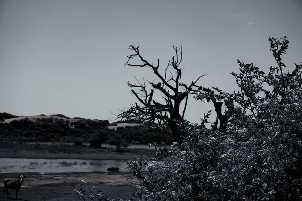 死海之岛的美丽景色 — 图库照片