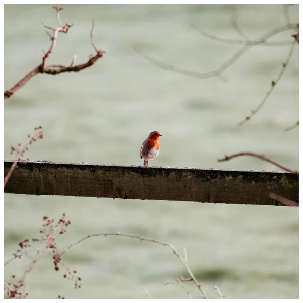 Vacker Rödhårig Fågel Ett Träd — Stockfoto