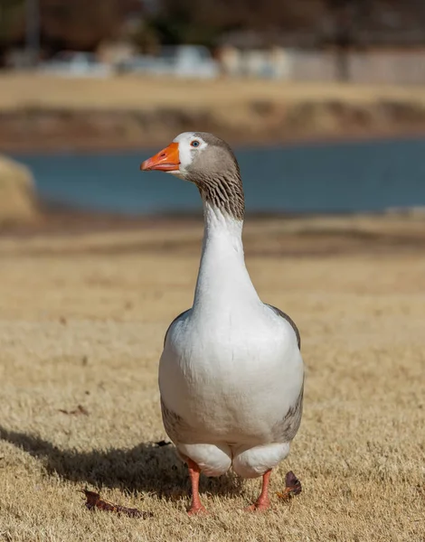 White Goose Beach — Stock Photo, Image