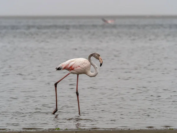 Large Group Flamingos Standing Beach — Stock Photo, Image