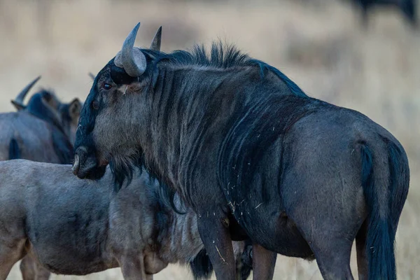 Zwart Wit Stieren Dierentuin — Stockfoto