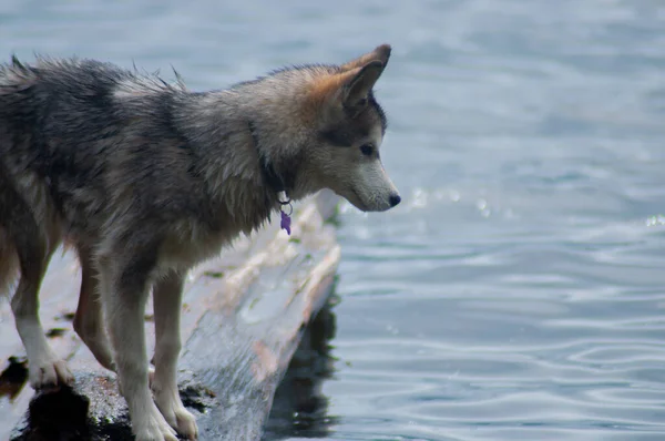 水の中の犬は — ストック写真