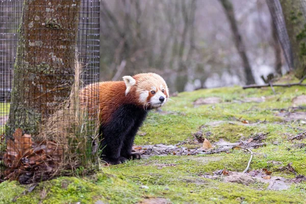 Mignon Panda Rouge Dans Forêt — Photo