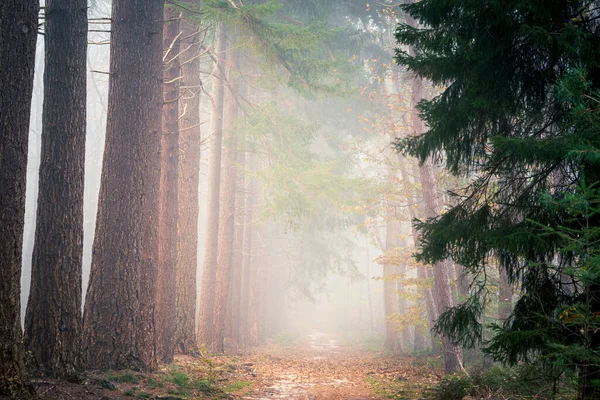 Herbstwald Mit Bäumen — Stockfoto