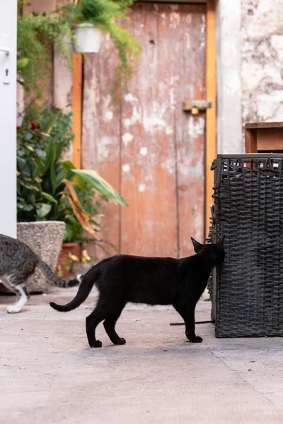 แมวในถนนข างประต — ภาพถ่ายสต็อก