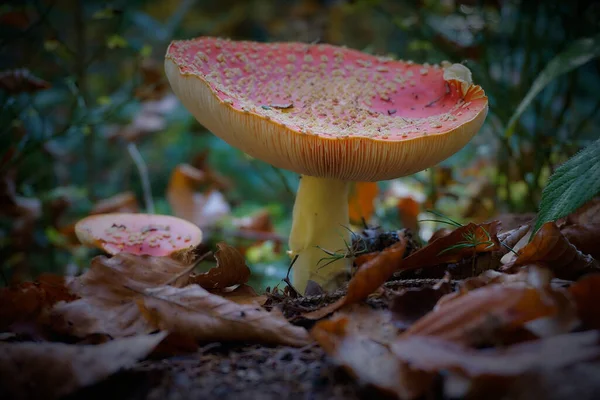 Beau Champignon Rouge Dans Forêt — Photo